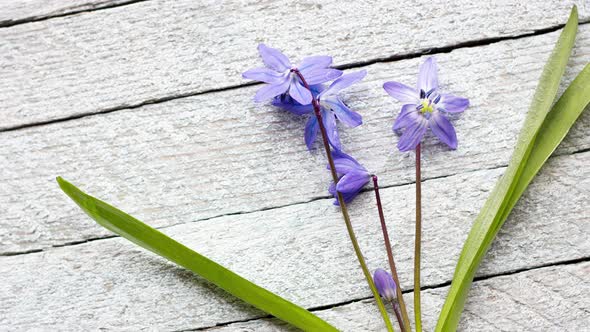 Young Little Blue Flowers in a Bouquet Lie on a Light White Wooden Background with