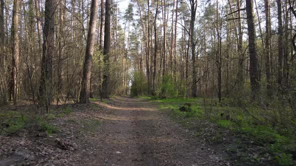 Aerial View of the Road Inside the Forest