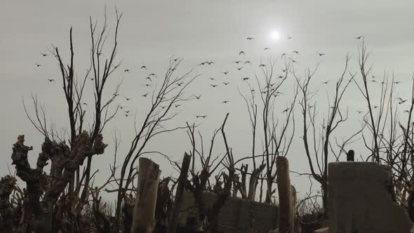 Flock of Birds Flying over a Creepy Ghost Town.