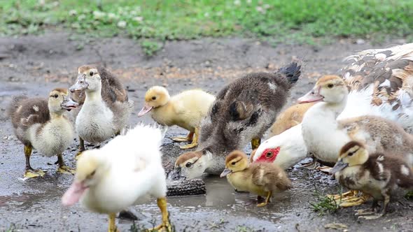 Ducks Drinking Water