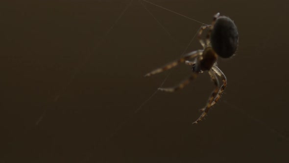 Spider Weaves a Web