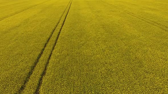 Aerial filming over Agricultural Crop In Farm Field