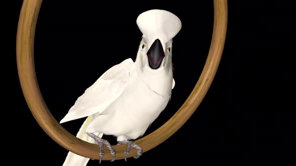 Umbrella Cockatoo - White Parrot - Swinging and Talking Loop - Side Angle CU - Alpha Channel