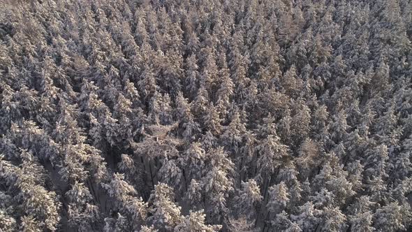 Top down Aerial view of a winter pines forest tree tops covered with snow 11