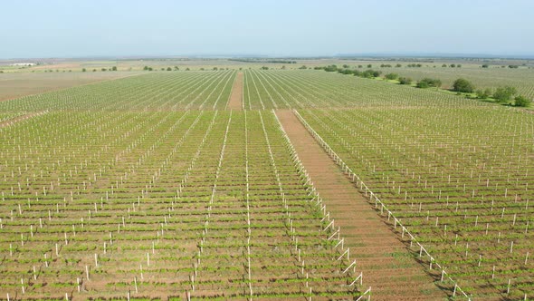 Green Vineyard Meadow