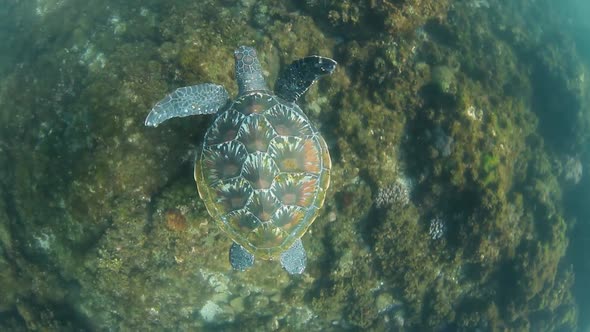 Following a Green Sea Turtle as it swims in the ocean