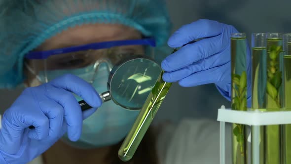 Biologist Examining Plant Sample in Test Tube With Magnifying Glass, Laboratory