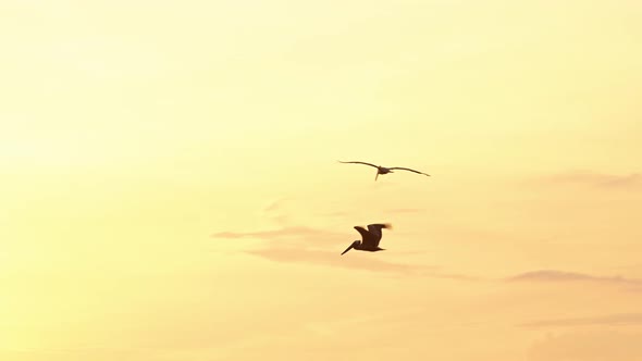 Amazing Wildlife of Costa Rica, Birds Flying Past Sun, Brown Pelicans (pelecanus occidentalis) Flock