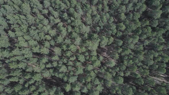 Green Pine Forest By Day Aerial View