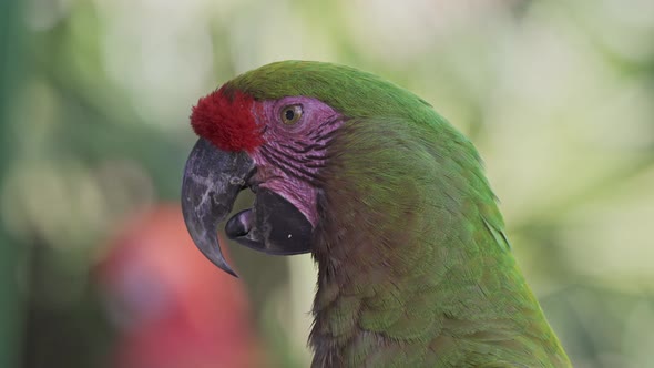 Close view of face of ara rubrogenysing tongue with open beak