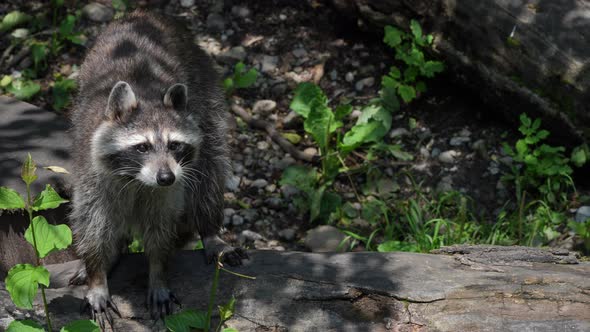 Close up wild raccoon hunting in wilderness during sunny day,prores high quality shot.