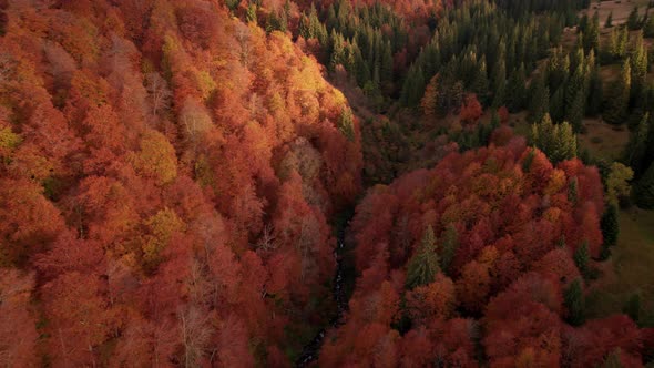 Flying Over Colorful Autumn Forest Tree Crowns at Sunrise