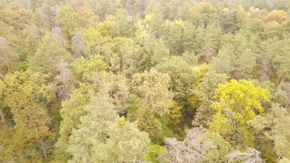 Forest Beautiful Landscape in an Autumn Day