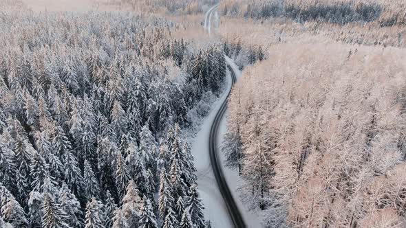 Road Winds Across Picturesque Winter Forest at Sunrise