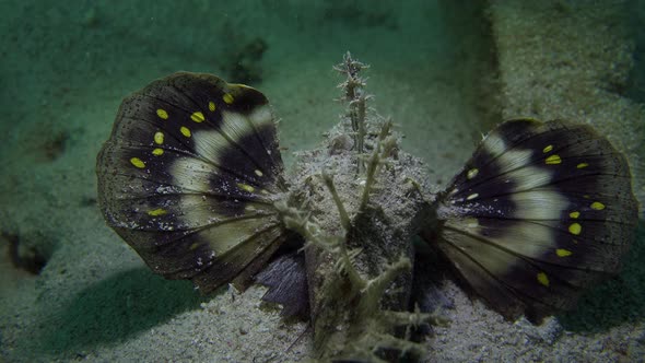 Indian Walkman (Inimicus didactylus) showing colorful inside of fins