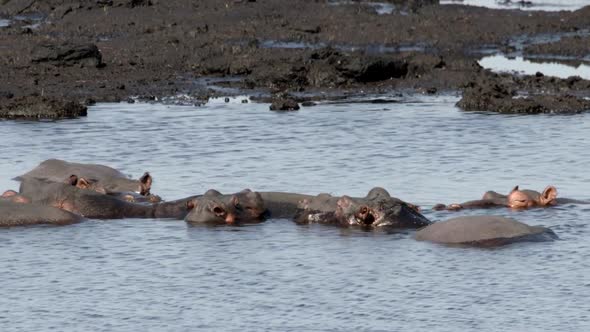 Hippo Herd Cooling Down in Pond Water. African Animals in Natural Habitat, South Africa