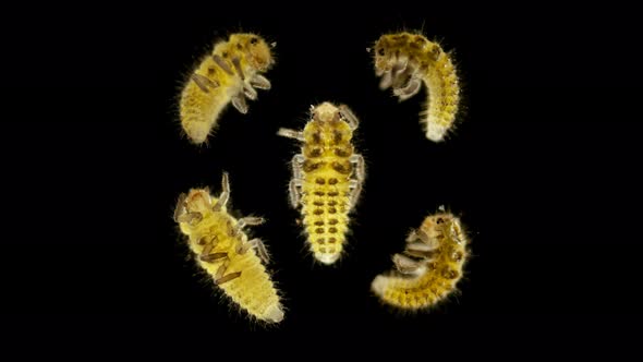 Larva Under the Microscope, the Initial Stage of the Coccinellidae Larva (Ladybug)