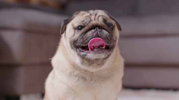 Adorable Pug Dog Breed lying smile and looking camera,Healthy handsome dog waiting owner to play tog