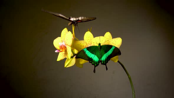 Two Tropical Butterflies on a Flower