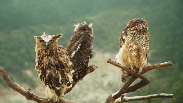 Owls on the Branch