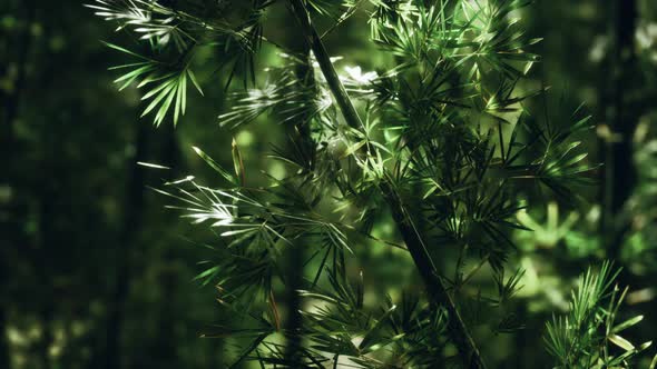 Green Bamboo Forest in Hawaii