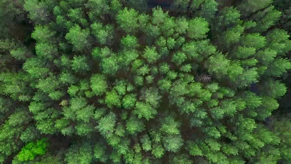 View of the forest from helicopters