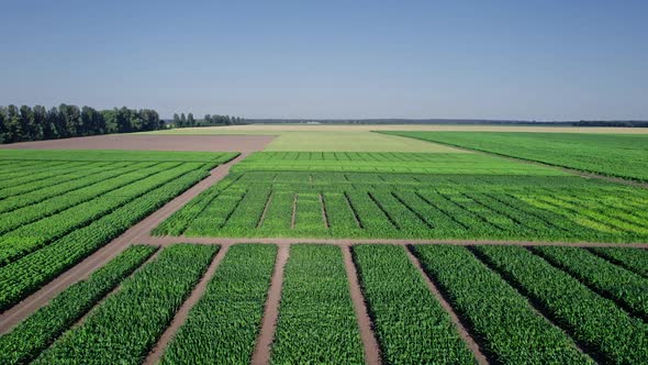 Corn Field Flight Over the Cream of Corn Stalks Excellent Growth