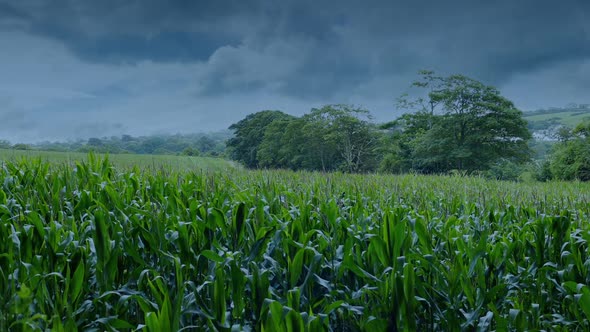 Corn Field Landscape On Rainy Day