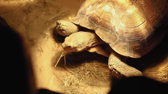 A Large Turtle In A Terrarium Basks Under An Infrared Lamp (2)