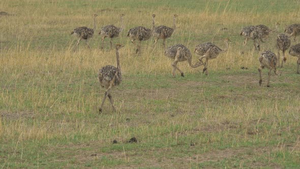 Ostrich chicks walking