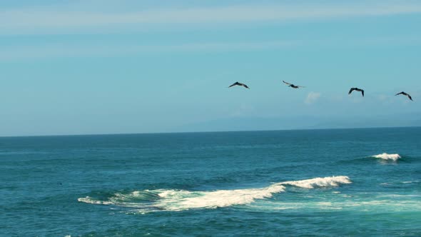 Pelicans in a flock flying over the ocean with waves (SLOWMO)