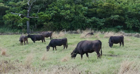 Cow farm in ishigaki