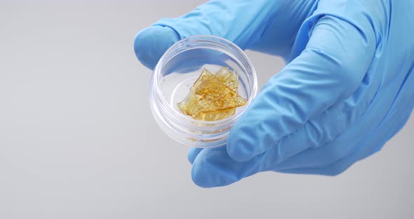 Golden Cannabis Wax in Female Hands in a Box Strong Thc Extract