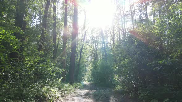 Beautiful Green Forest on a Summer Day Slow Motion