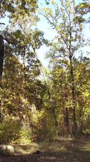 Vertical Video of Trees in the Forest in Autumn