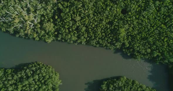 Top Down View of River Delta Trees