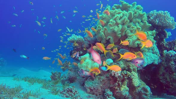 Underwater Colorful View