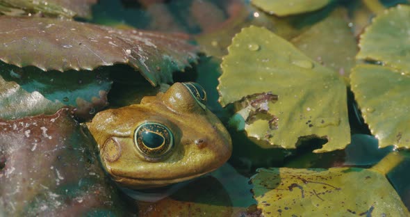 Frog Head Up  Water Vegetation