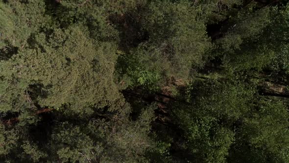 Bird's Eye View of Beautiful Green Forest Aerial Shot. Aerial View . The Camera Looks Down