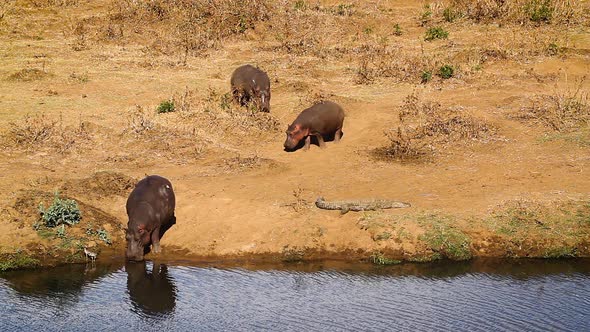 Hippopotamus in Kruger National park, South Africa