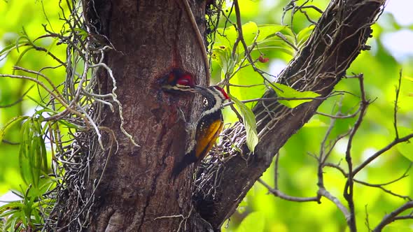 Black-rumped flameback in Bardia national park, Nepal