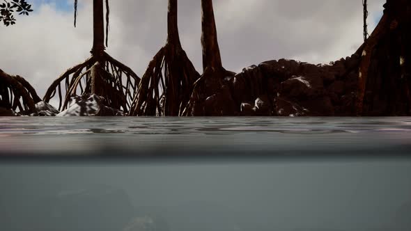 Above and Below the Sea Surface Near Mangrove Trees