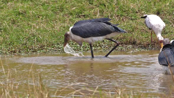 Marabou Stork, leptoptilos crumeniferus, Yellow-billed Stork, mycteria ibis