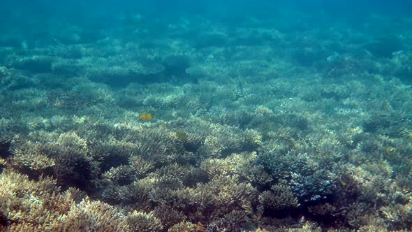 Beautifiul Underwater Panoramic View with Tropical Fish and Coral Reefs