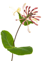 Flowers of honeysuckle, lat. Lonicera caprifolium, isolated on white background - PhotoDune Item for Sale