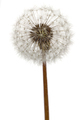 Old dandelion isolated on white background - PhotoDune Item for Sale