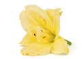 Yellow flower of  day-lily, lily flower, isolated on white background - PhotoDune Item for Sale