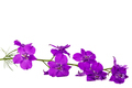 Violet flower of wild delphinium, larkspur flower, isolated on white background - PhotoDune Item for Sale