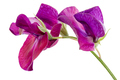 Purple flower of sweet pea, isolated on white background - PhotoDune Item for Sale