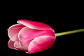 Flower of tulip with petal red with transition to white color, closeup, isolated on black background - PhotoDune Item for Sale